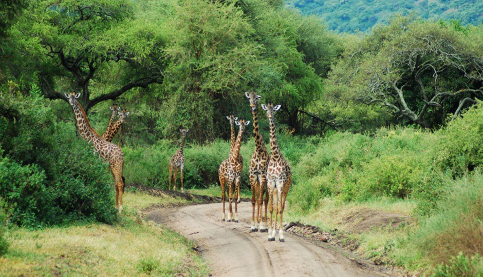 Day Trip To Arusha National Park