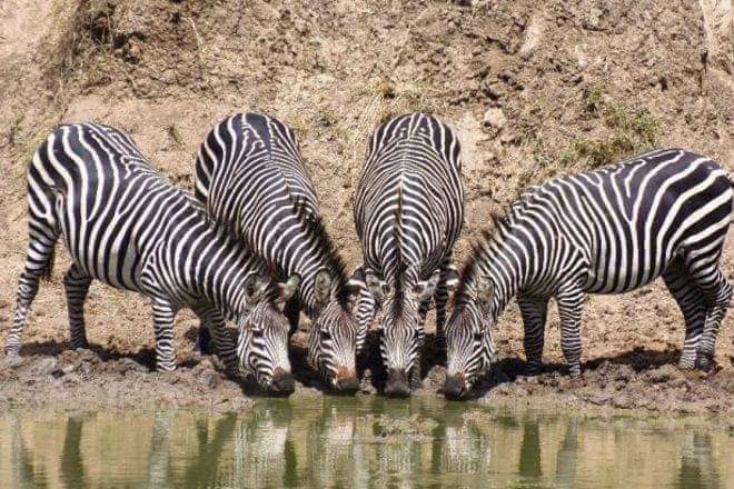 Image number 8 for Quick Amboseli Escape: A 2-day Safari Adventure