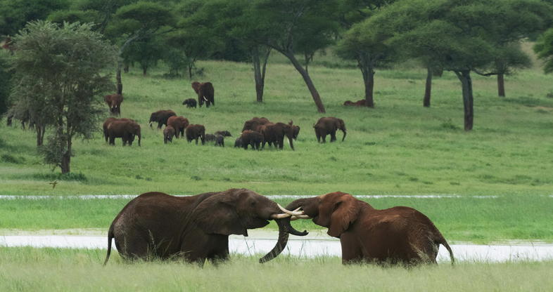 Image number 1 for 2 Days Tanzania Camping Budget Safari 