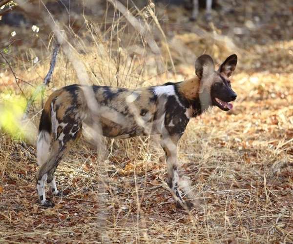 Image number 6 for 6-day Southern Tanzania Safari