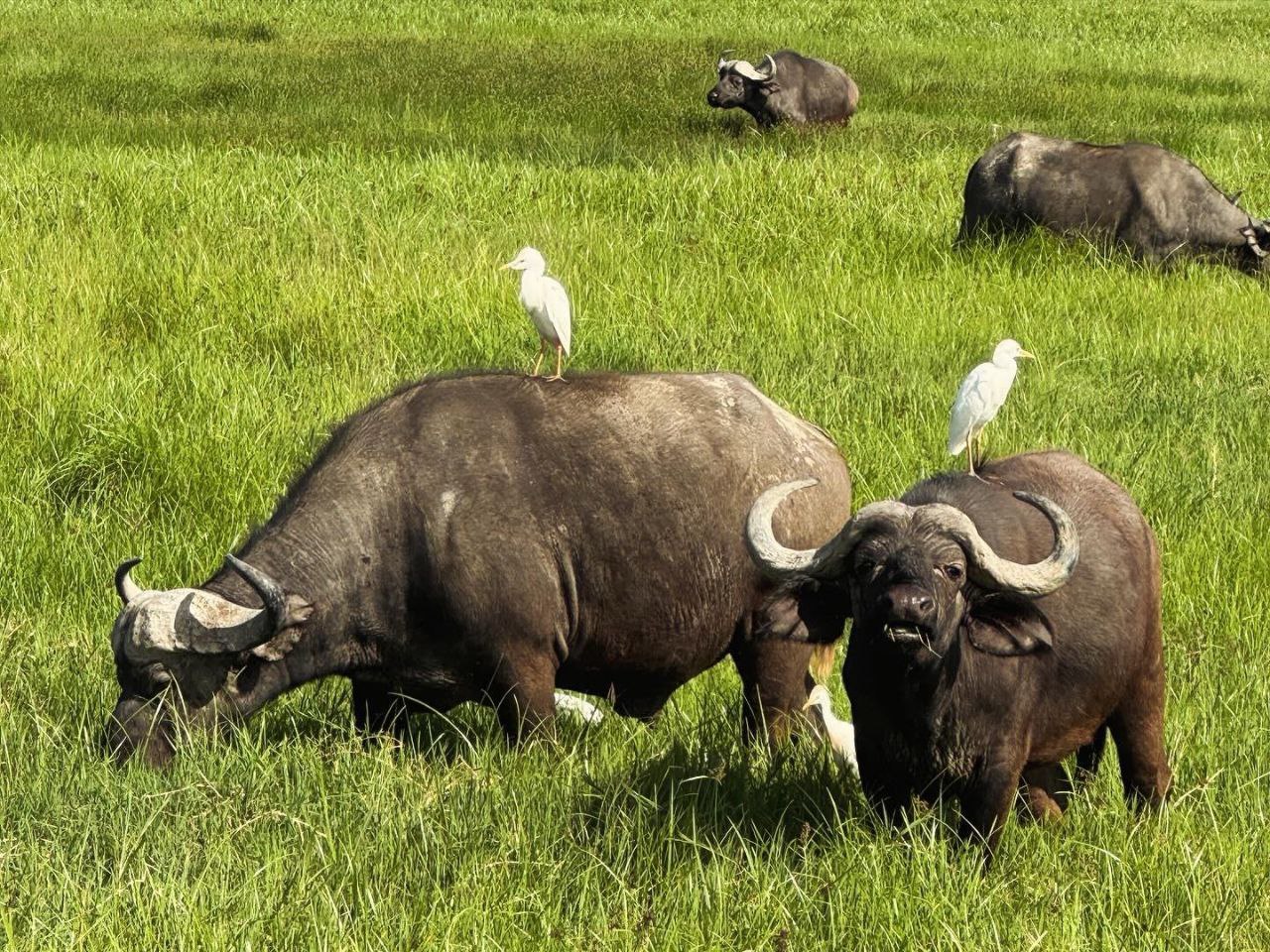 Image number 5 for 2 Days Tarangire And Lake Manyara Tour 