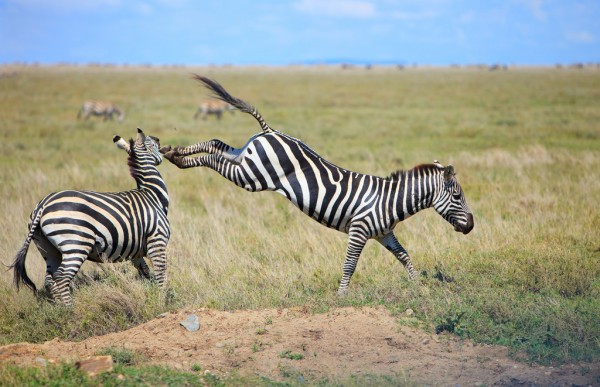 Image number 6 for Tanzania Budget Group Joinng Safari Tour Package