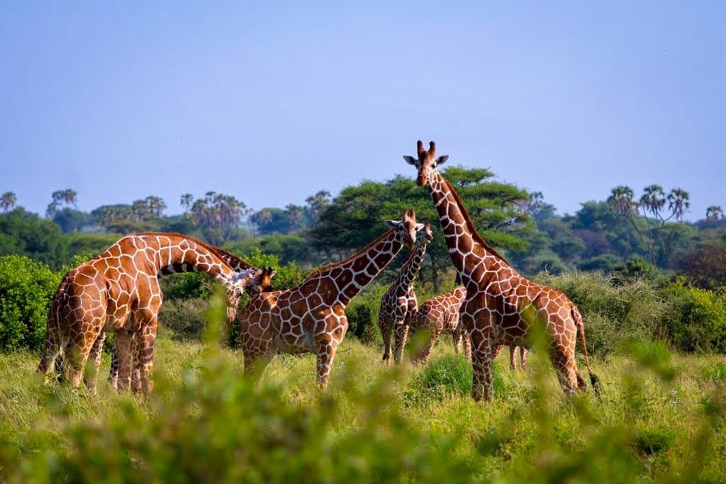 Image number 4 for Unveiling Amboseli: A Safari Of Scenic Splendor