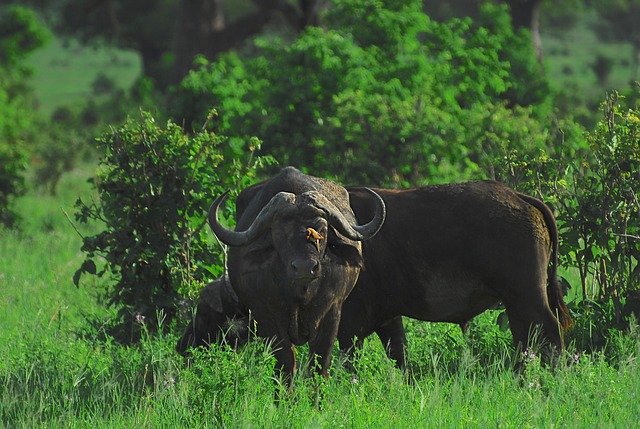 Image number 4 for 5 Days Serengeti Safari 