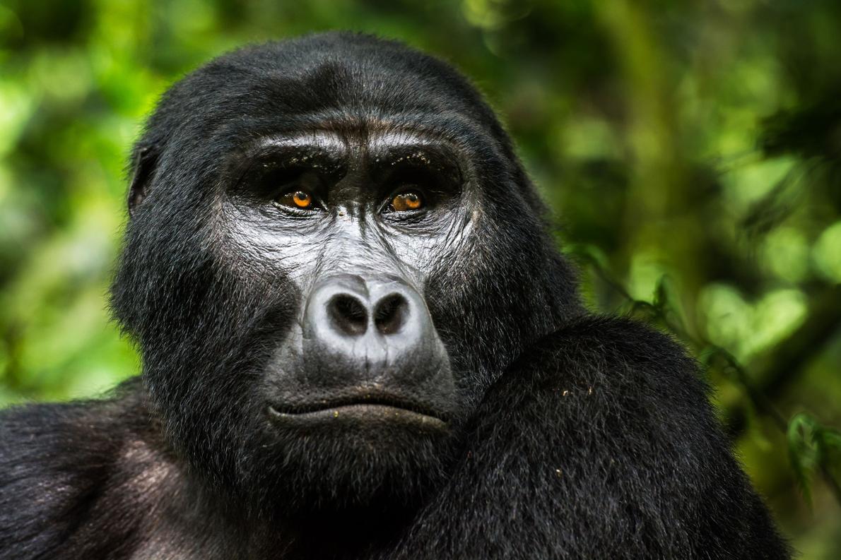 Image number 2 for Gorilla Trackking Safari Uganda