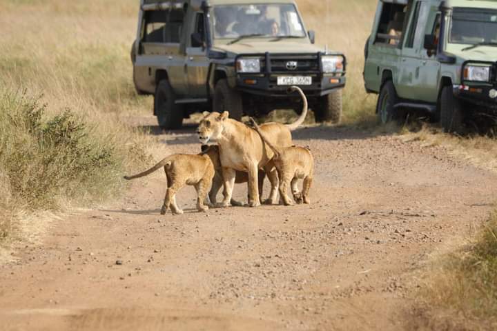 Image number 7 for Wild Escape: Samburu & Aberdares Safari Adventure