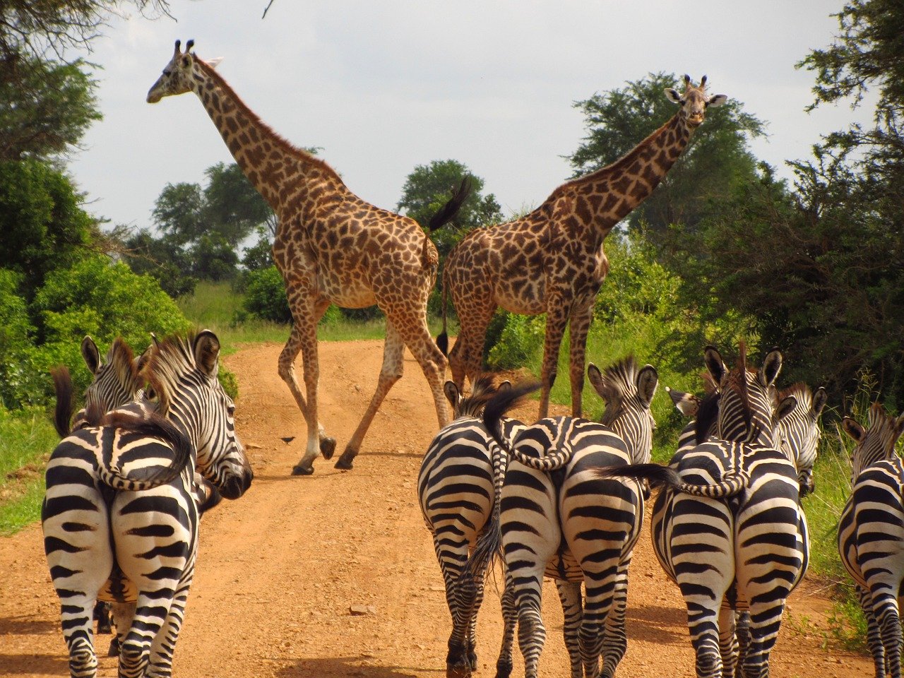 Image number 8 for 4-days Wildlife Wonders Adventure Through Tanzania