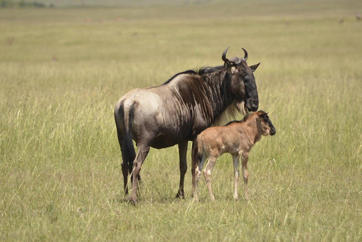 Image number 2 for Zanzibar To Serengeti National Park 