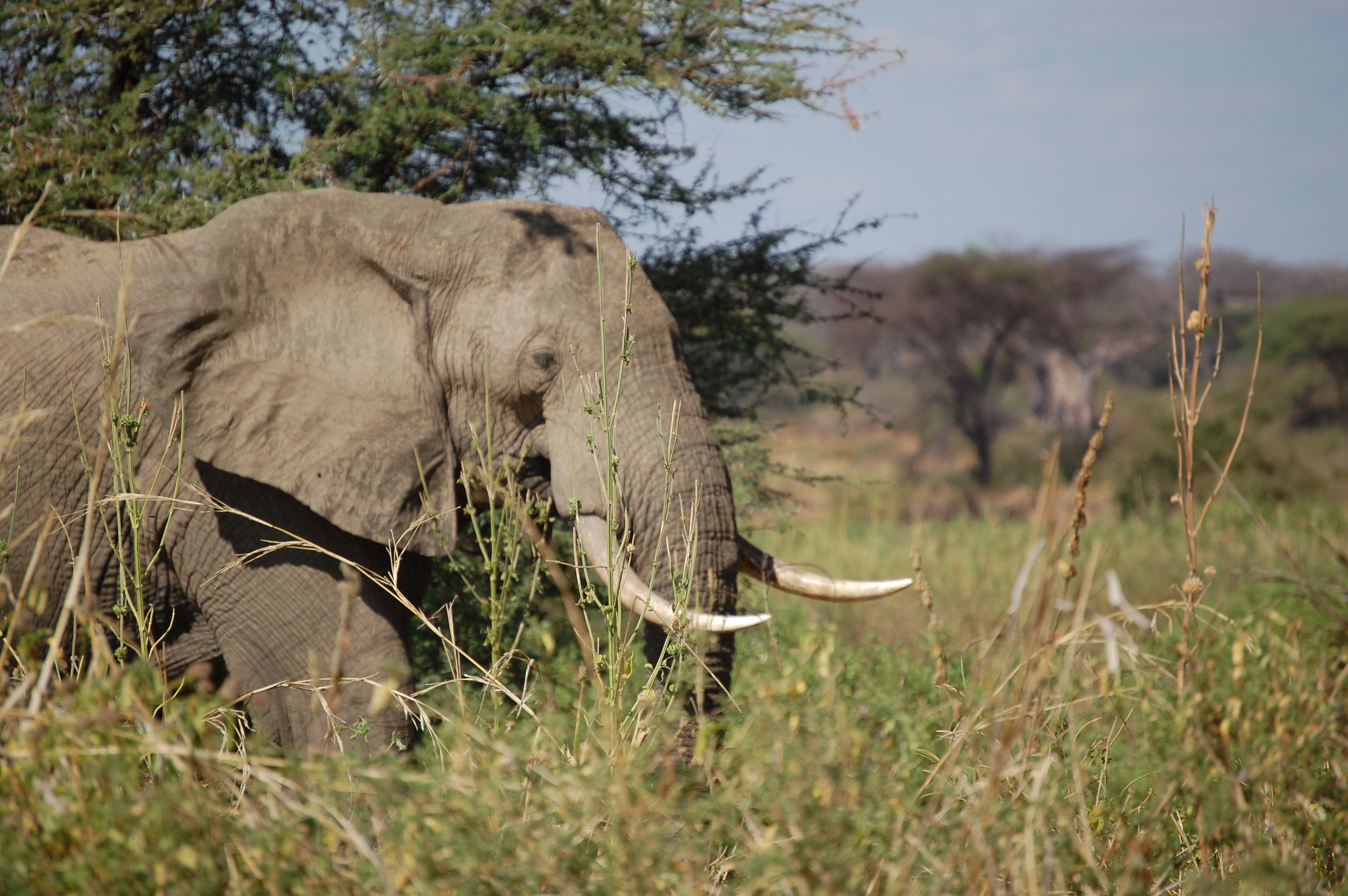 Image number 3 for Mikumi National Park - Game Drive