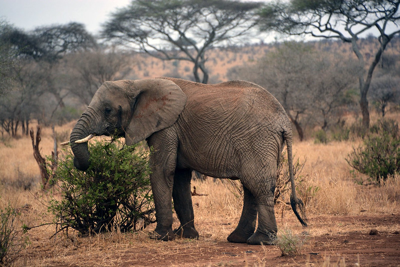 Image number 22 for Nyerere National Park