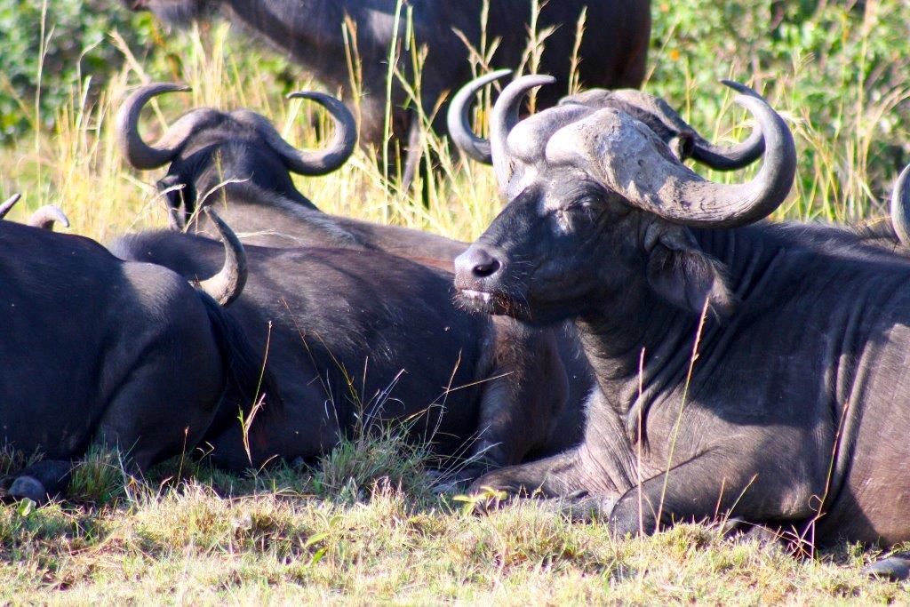 Image number 1 for 5  Days Tanzania Private Safari