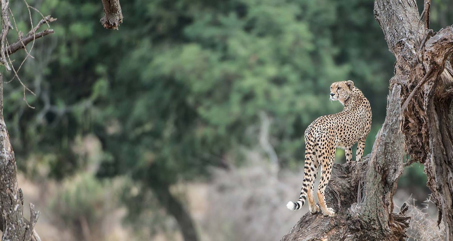 Image number 3 for Big Five Luxury Safari In Tanzania