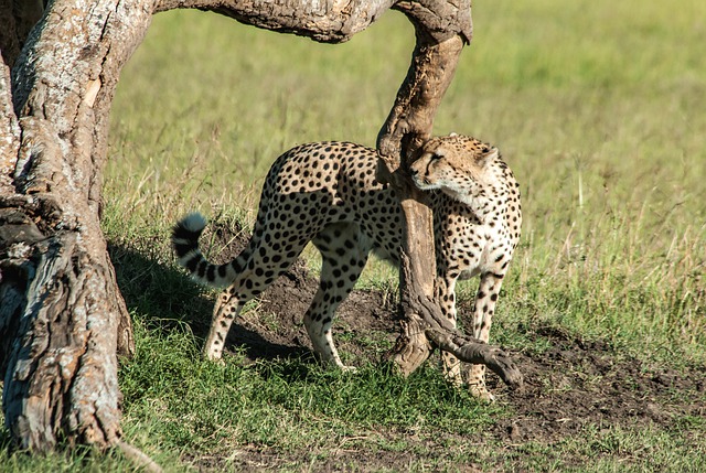 Image number 2 for 4-day Tanzania Luxury Safari Tour