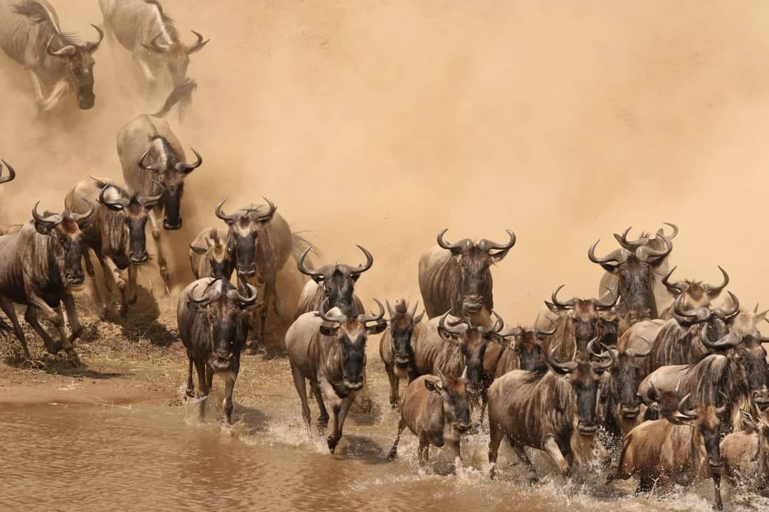 Image number 5 for Kenya's Best  6-day Safari Samburu To Masai Mara