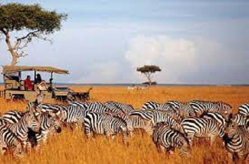 Image number 4 for  4 Days Serengeti Calvin Season Safari