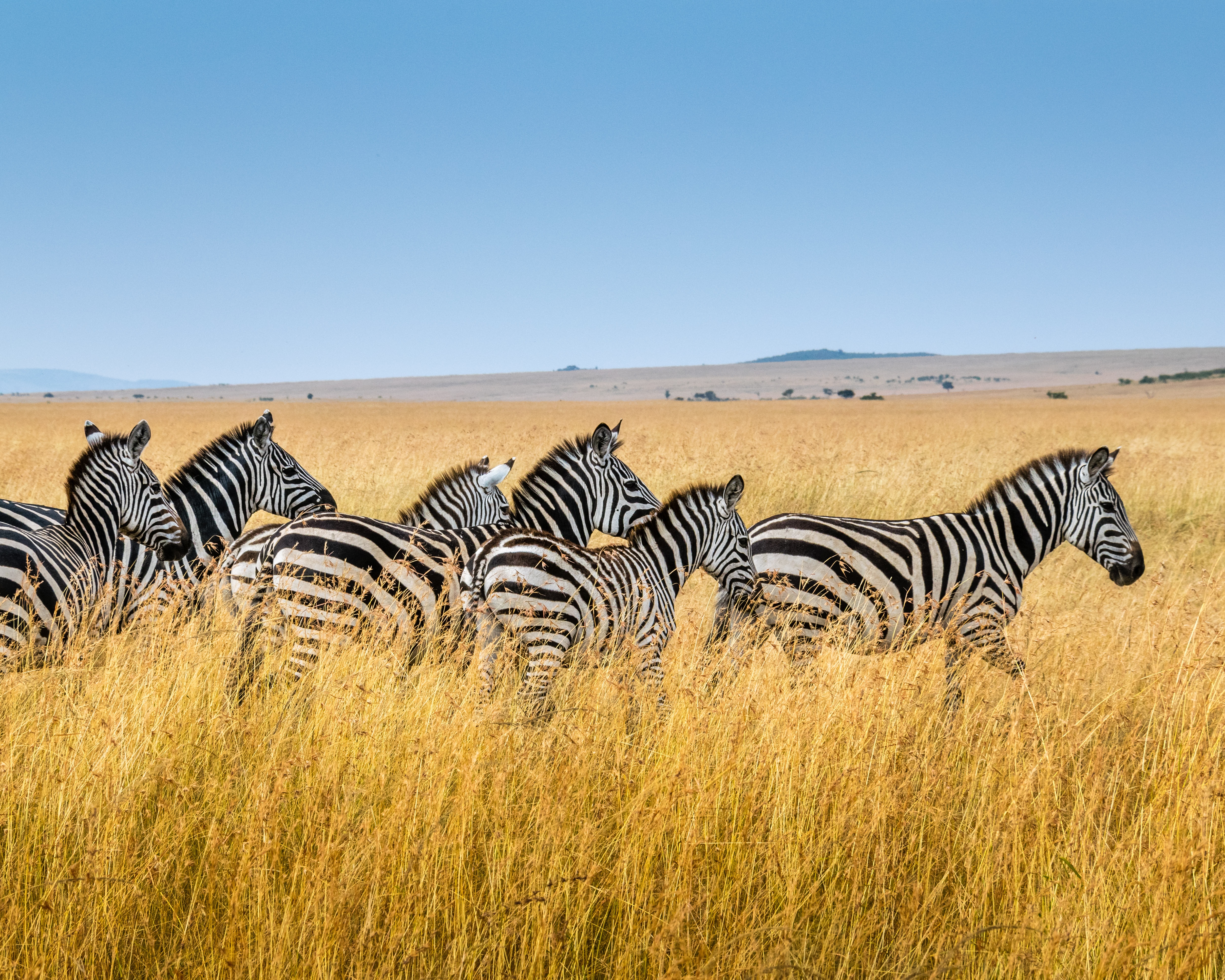 Image number 14 for  4 Days Serengeti Calvin Season Safari