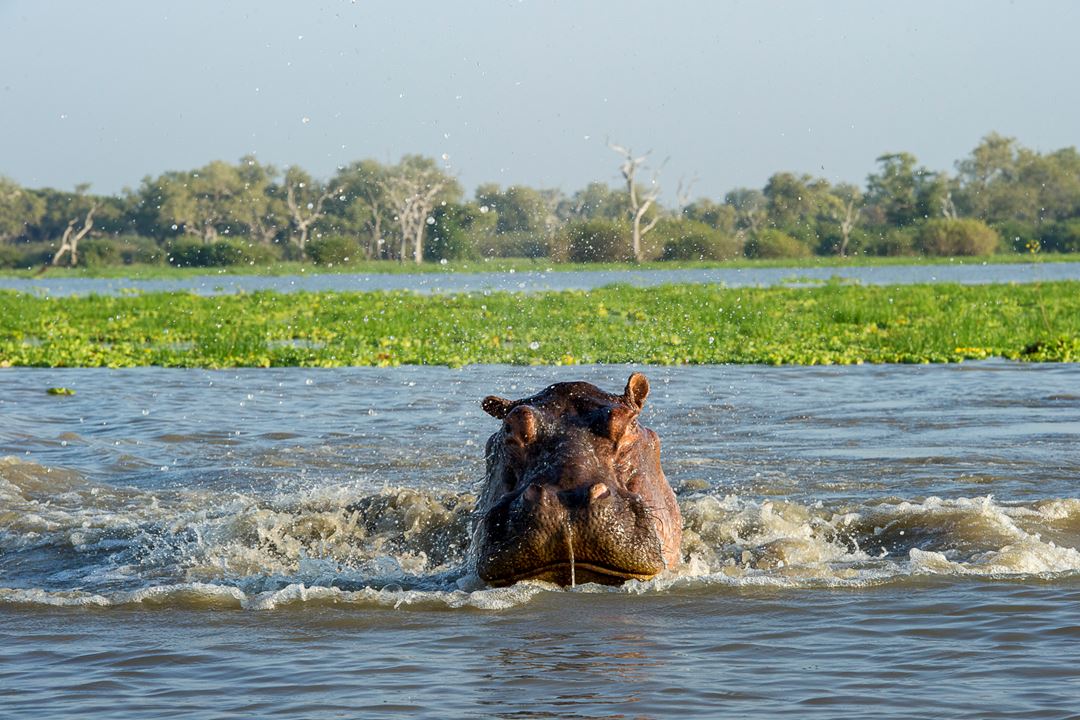 Image number 5 for Nyerere National Park