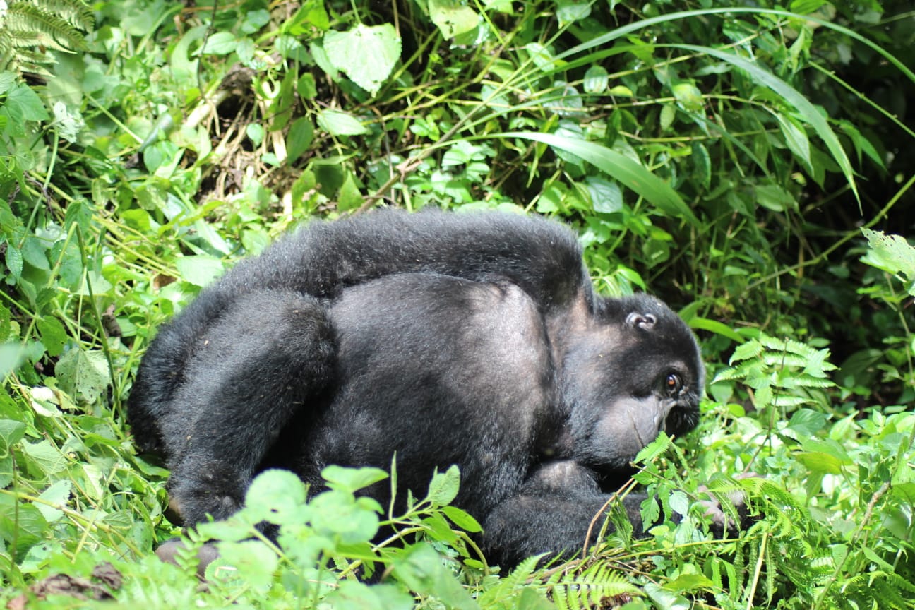 Image number 14 for  Gorilla Trekking Tour Of Bwindi Forest 