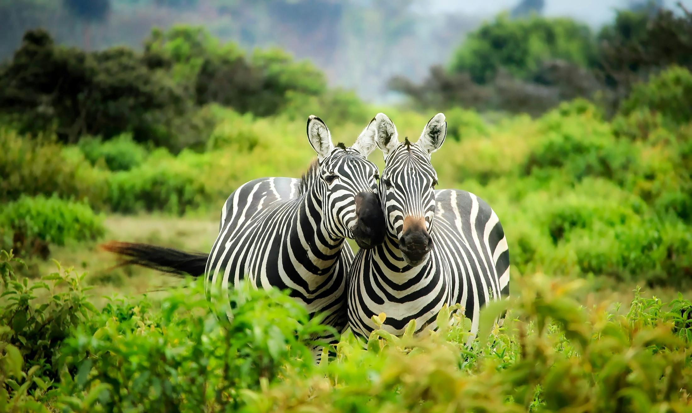 Image number 10 for Safari To Mikumi By Sgr Train From Dar Es Salaam