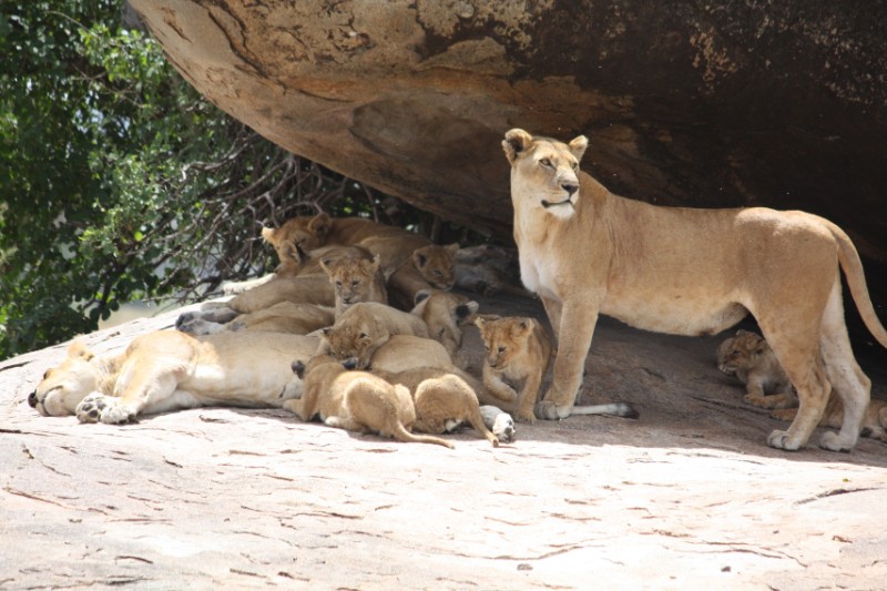 Image number 6 for 2 Days Of Thrill Ultimate Ol Pejeta Tour