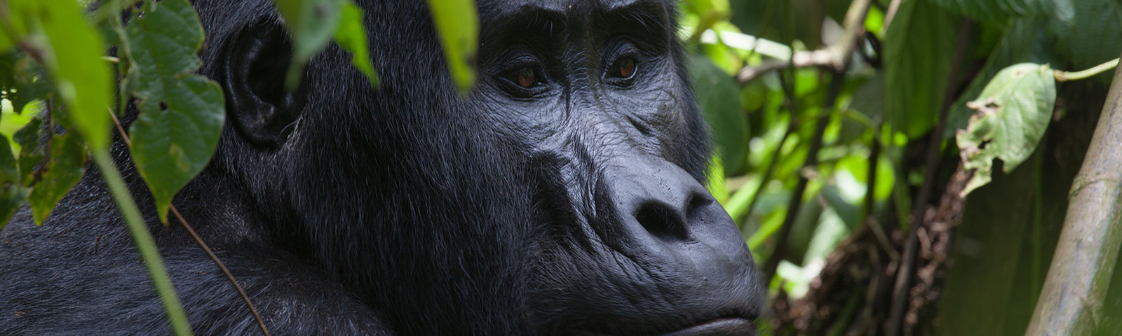 Image number 2 for 3 Dyas Gorilla Tracking In Uganda 