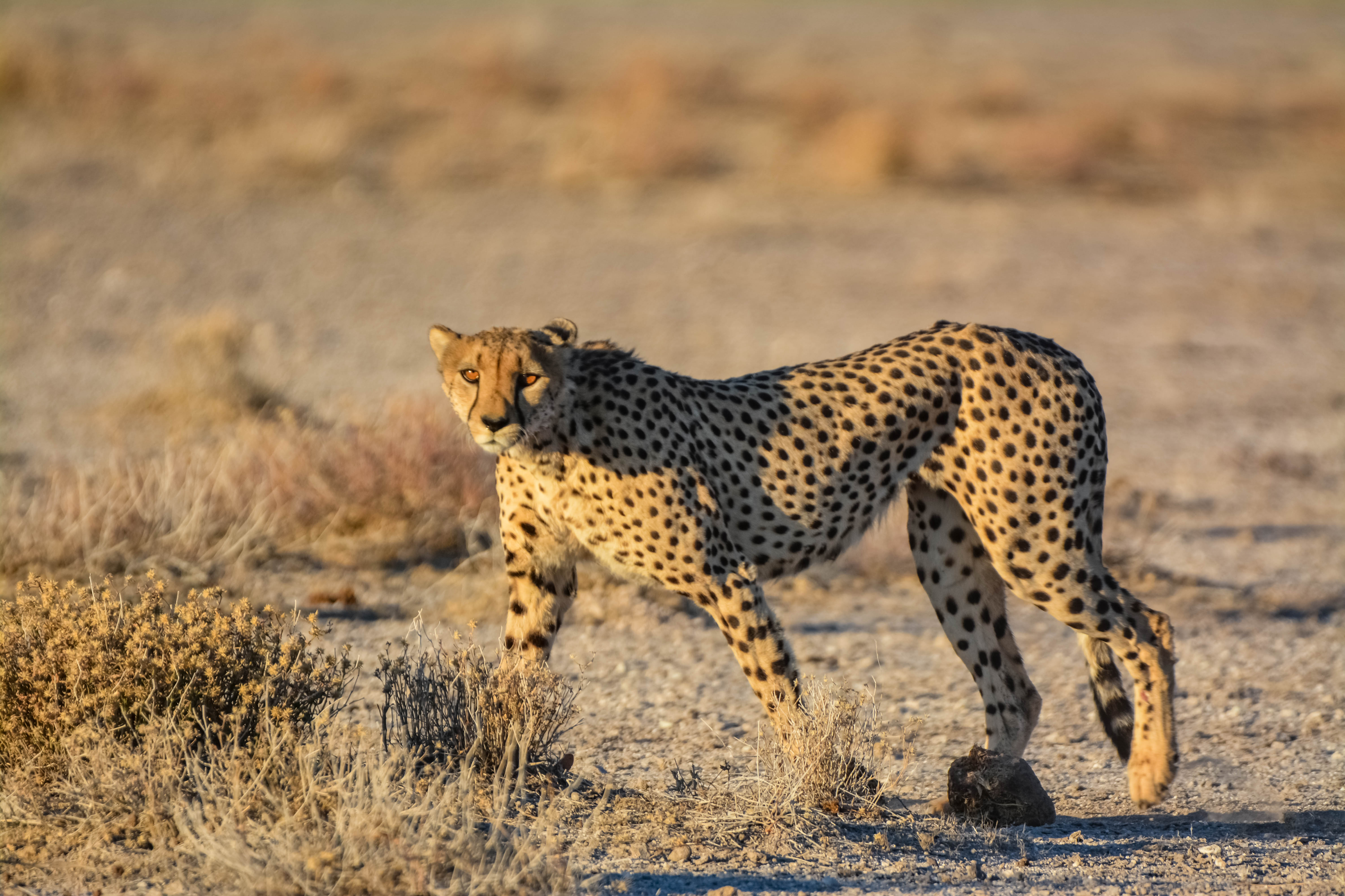 Image number 3 for Namibia Mammal Safari