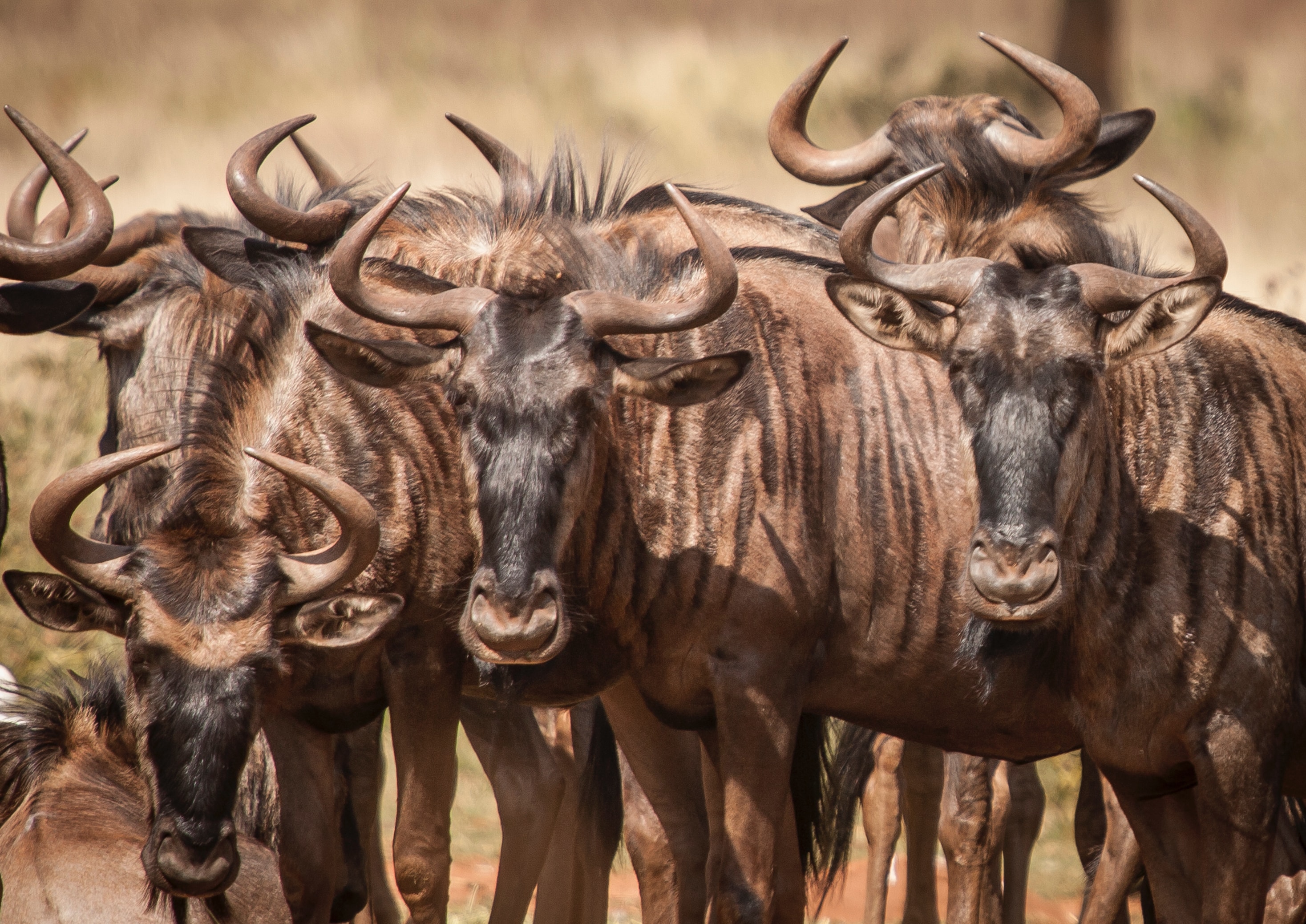 Image number 1 for  5 Days Ndutu Area Serengeti Migration 