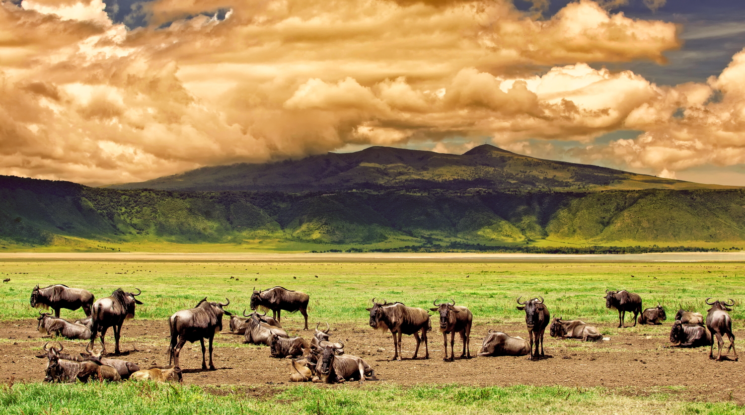 Image number 7 for 4-days Northern Tanzania Safari