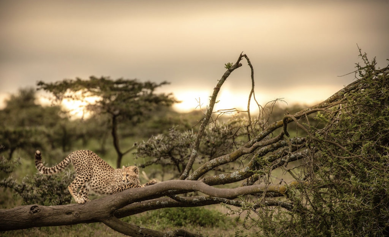 Image number 22 for  8 Days Tanzania’s Serengeti And Katavi