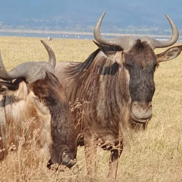 Image number 6 for Wildlife & Lakes: 2-day Rift Valley  Experience