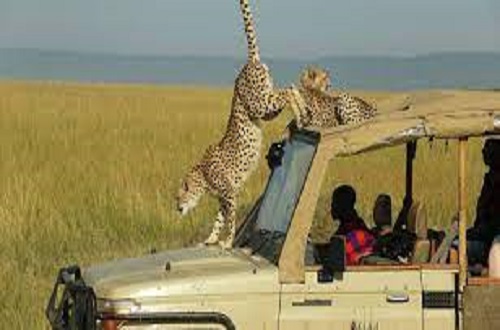 Image number 2 for 4 Days Serengeti And Ngorongoro Crater