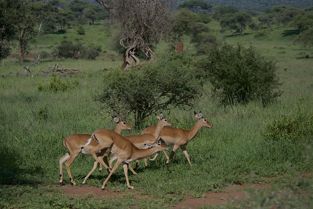 Image number 1 for 5 Days Serengeti  Migration Tour