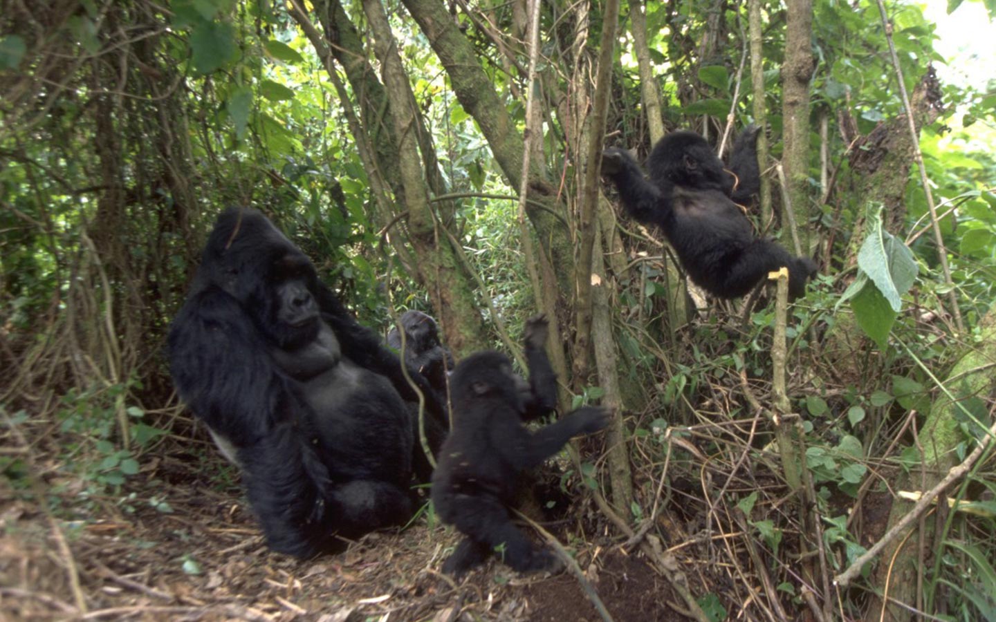 Image number 2 for Gorilla Trekking 