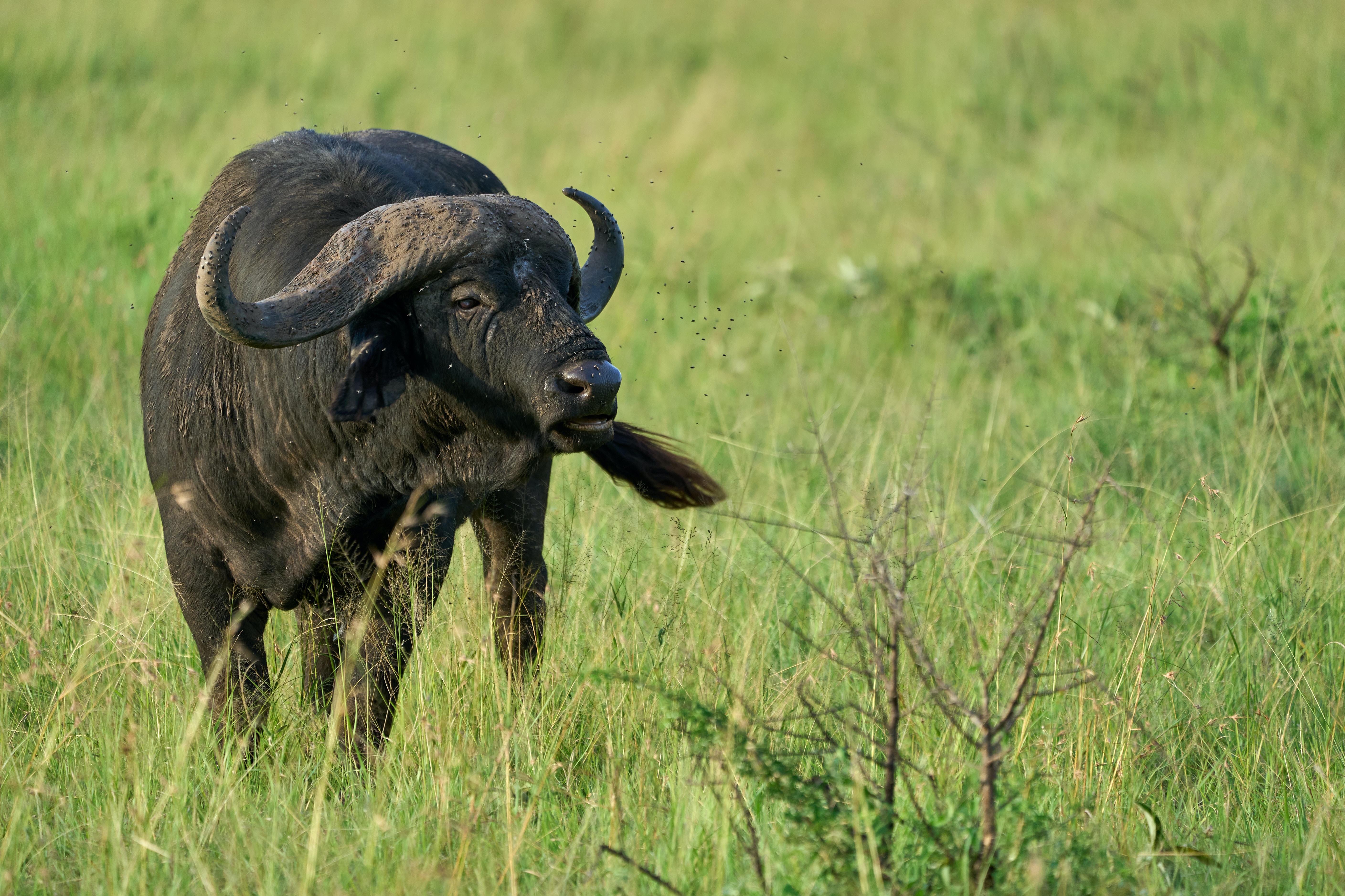 Image number 4 for 8 Days Serengeti Wildlife Safari