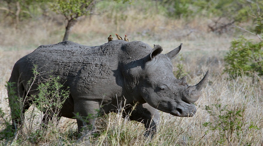 Image number 1 for 7 Days Tanzania Lodge Safari Tour Package 