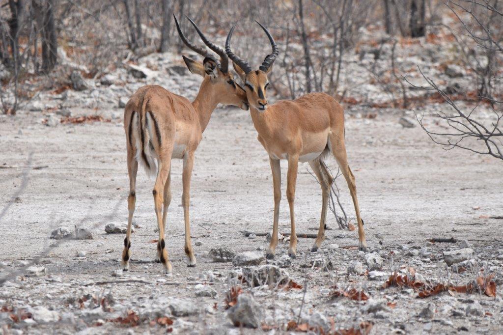 Image number 2 for 2 Days Tanzania Sharing Safari