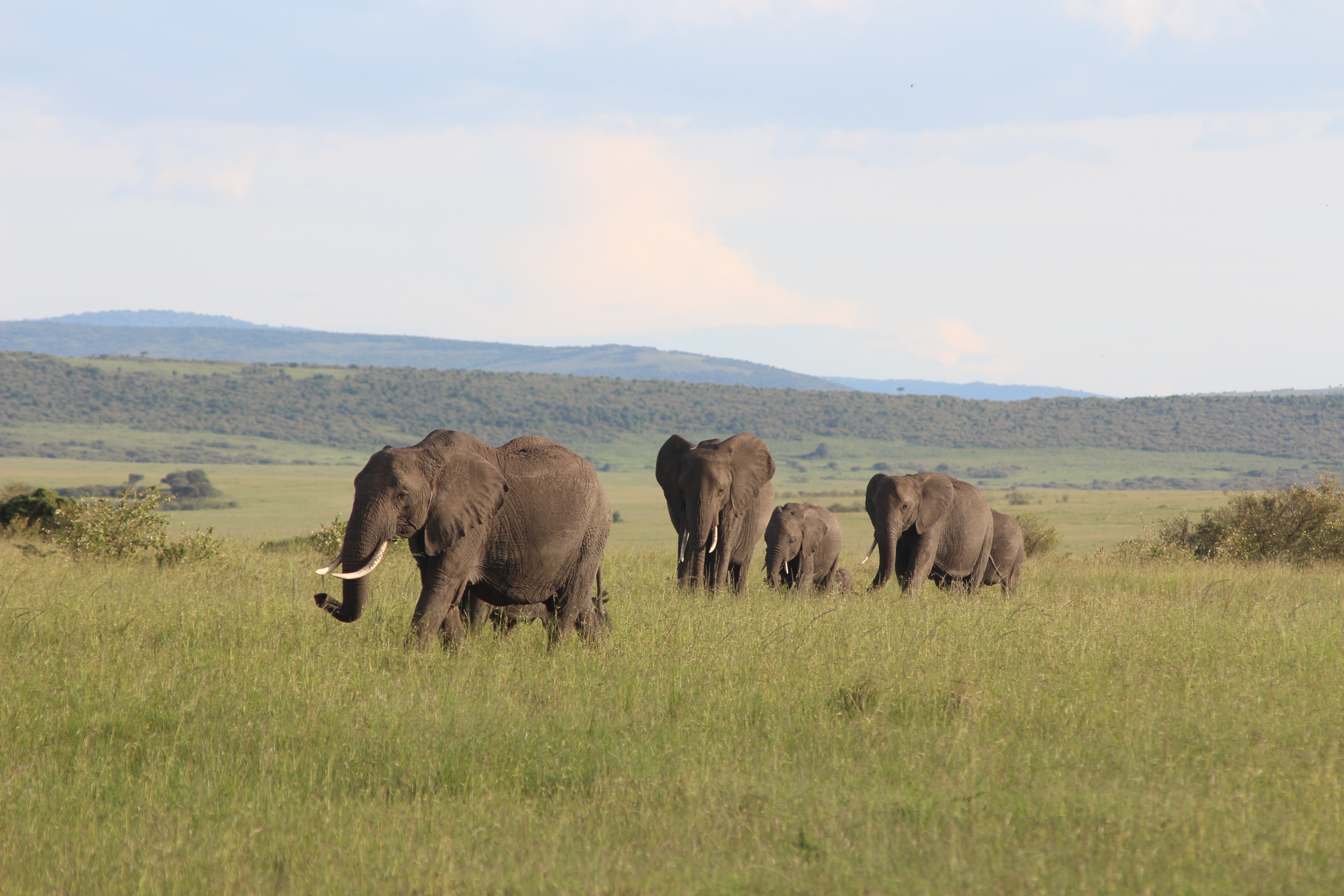 Image number 3 for 6 Days Serengeti Migration