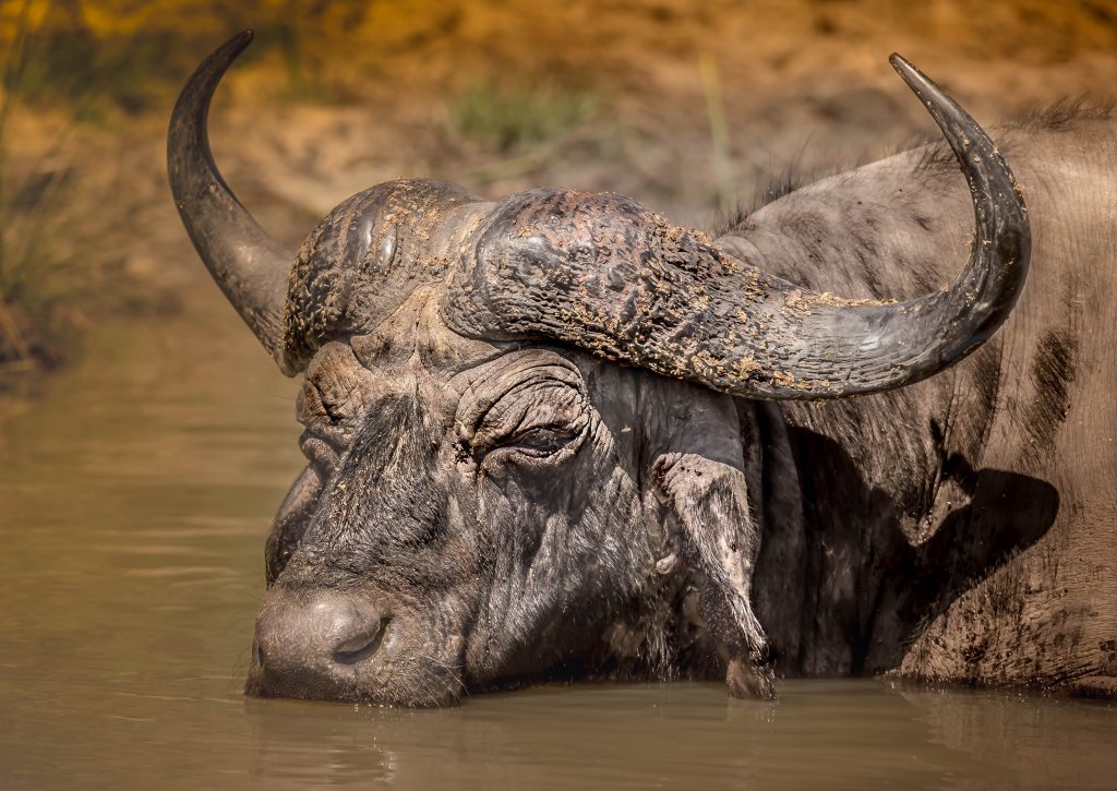 Image number 6 for Discover Kenya: Amboseli And Tsavo Safari In 5 Day