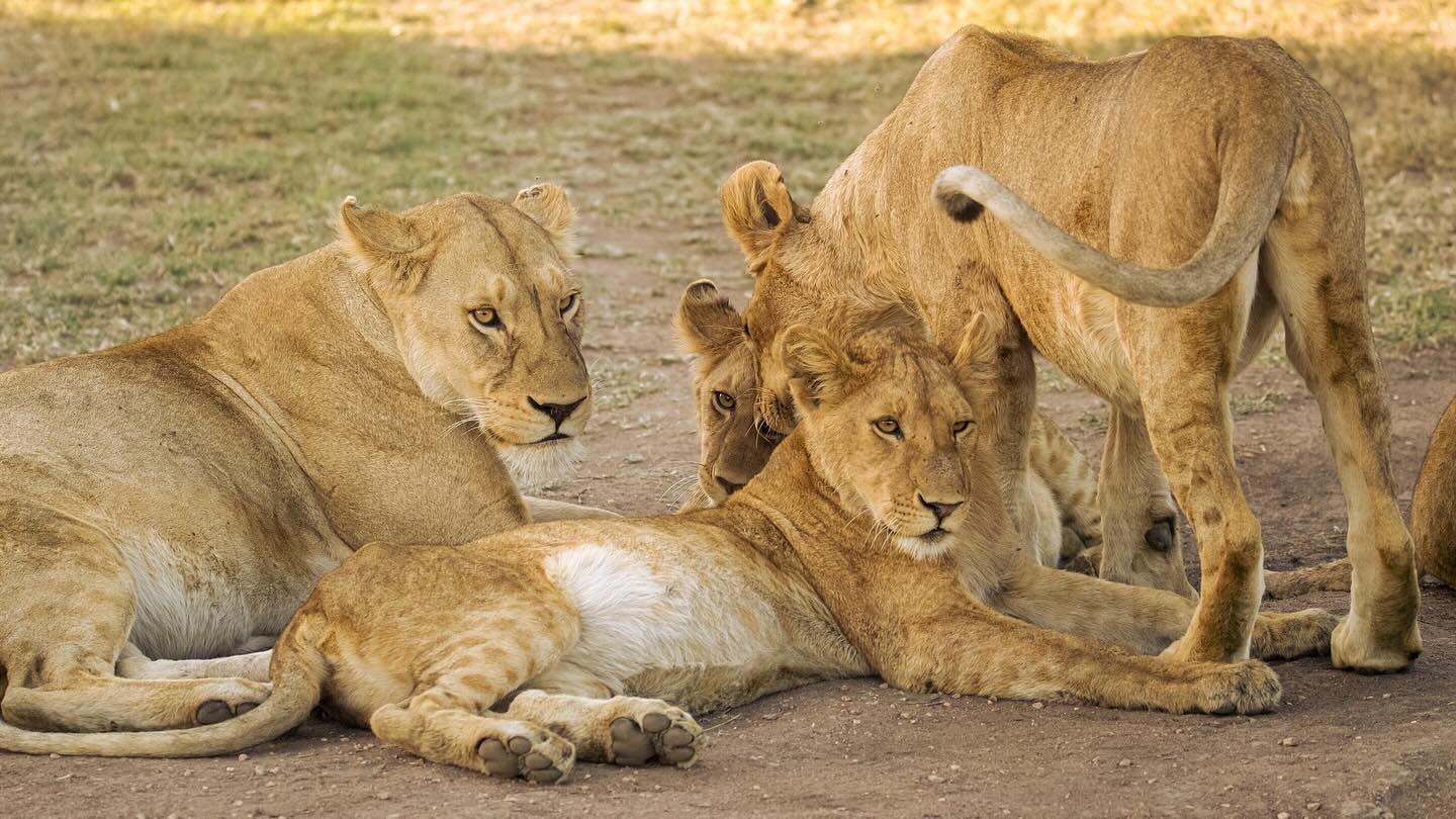 Image number 9 for 1 Day Ngorongoro Joint Safari Adventures 