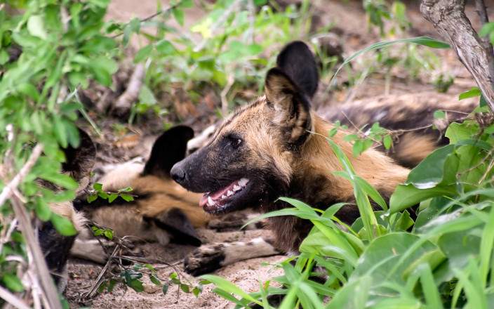 Image number 6 for 4days 3night Selous Game Reserve