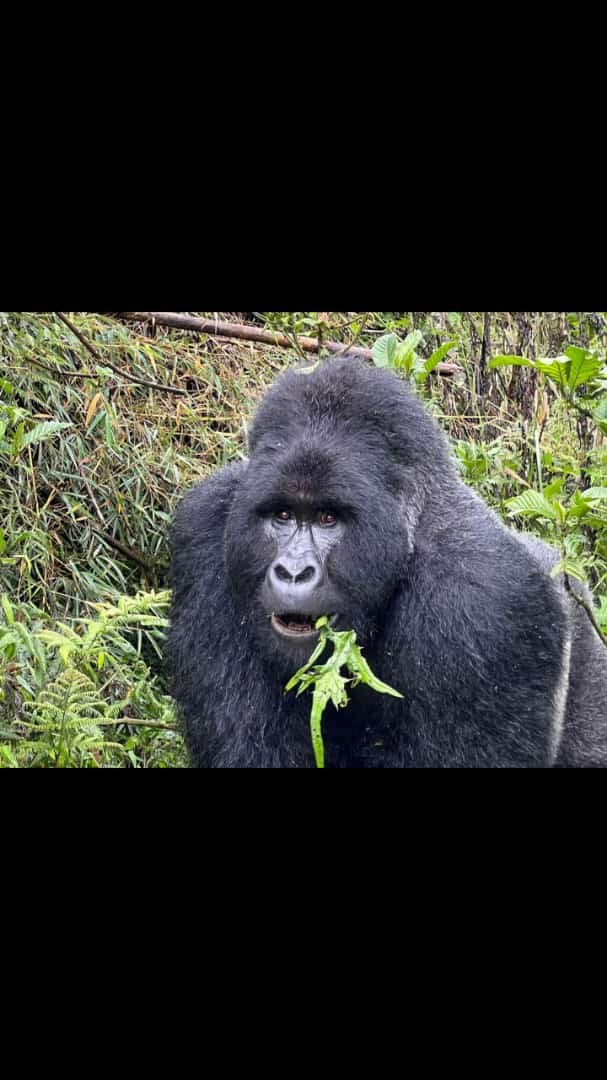 Image number 1 for 3 Dyas Gorilla Tracking In Uganda 