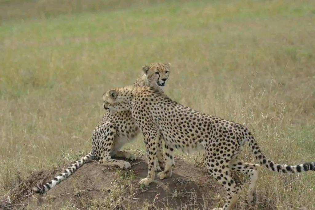 Image number 1 for Explore Kenya 6 Days Lakes, Wildlife, Masai Mara