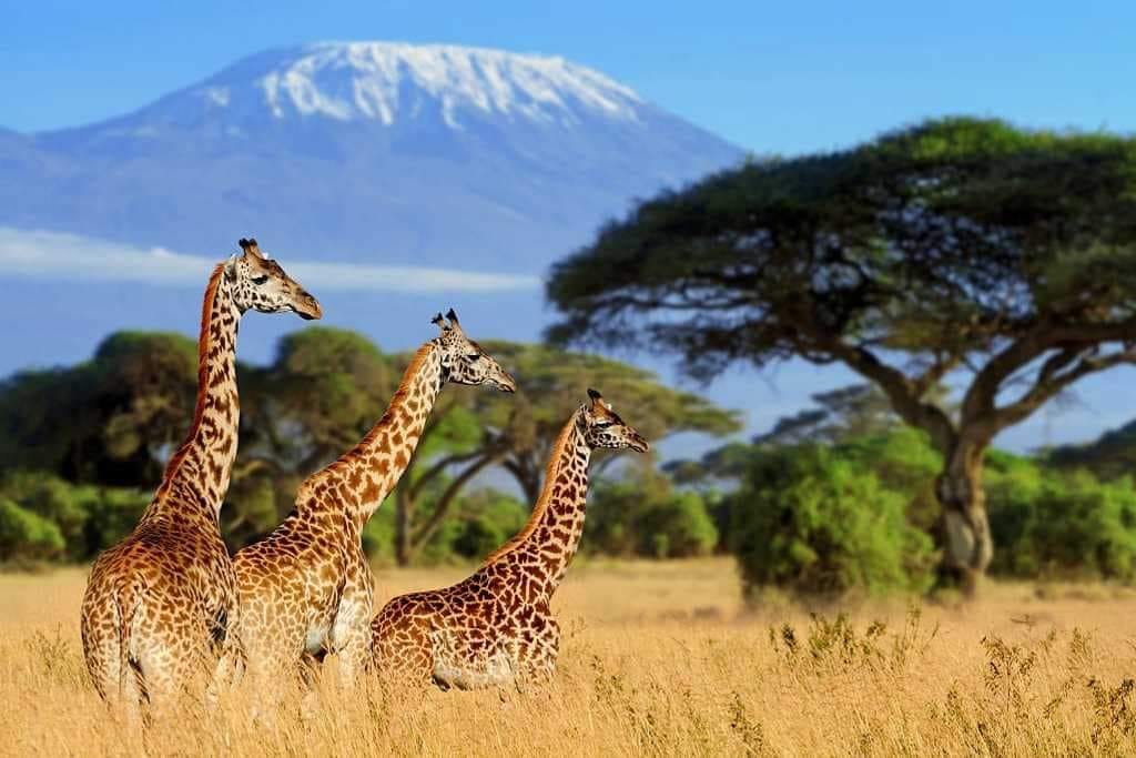 Image number 7 for Big Five Tour 6 Days Amboseli, Nakuru & Masai Mara