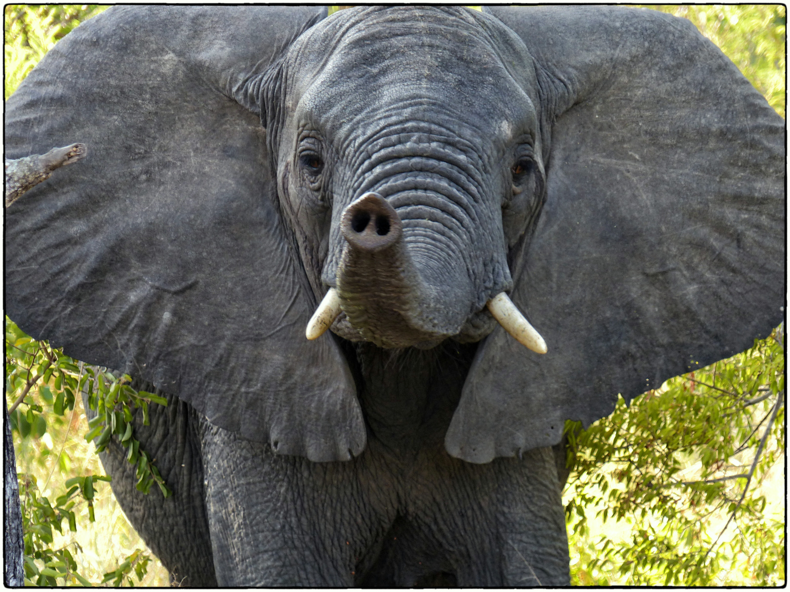 Image number 1 for 8 Days Greatserengeti Migration,