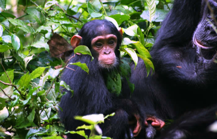 Image number 2 for Chimpanzee Tracking Safari