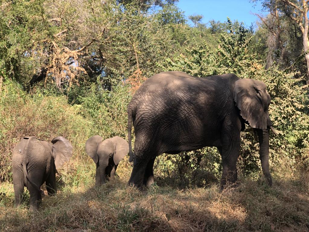 Image number 9 for 5 Days Serengeti Migration Safari