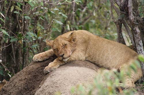 Image number 3 for 3 Days Tanzania Luxury Safari