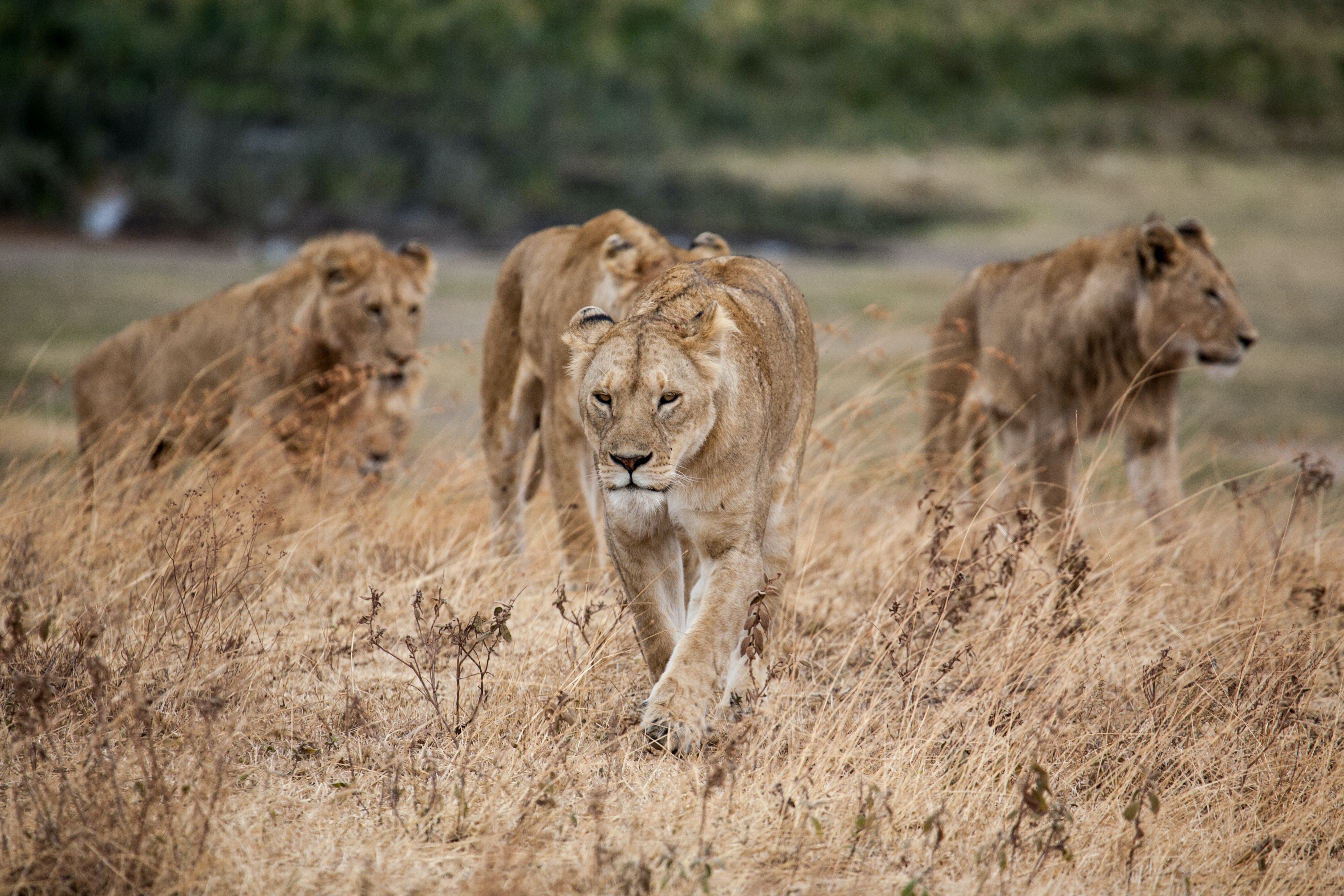 Image number 1 for 4 Days Tanzania Safari