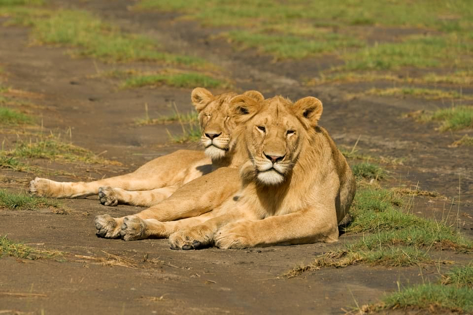 Image number 1 for 7 Days Safari To Southern Tanzania