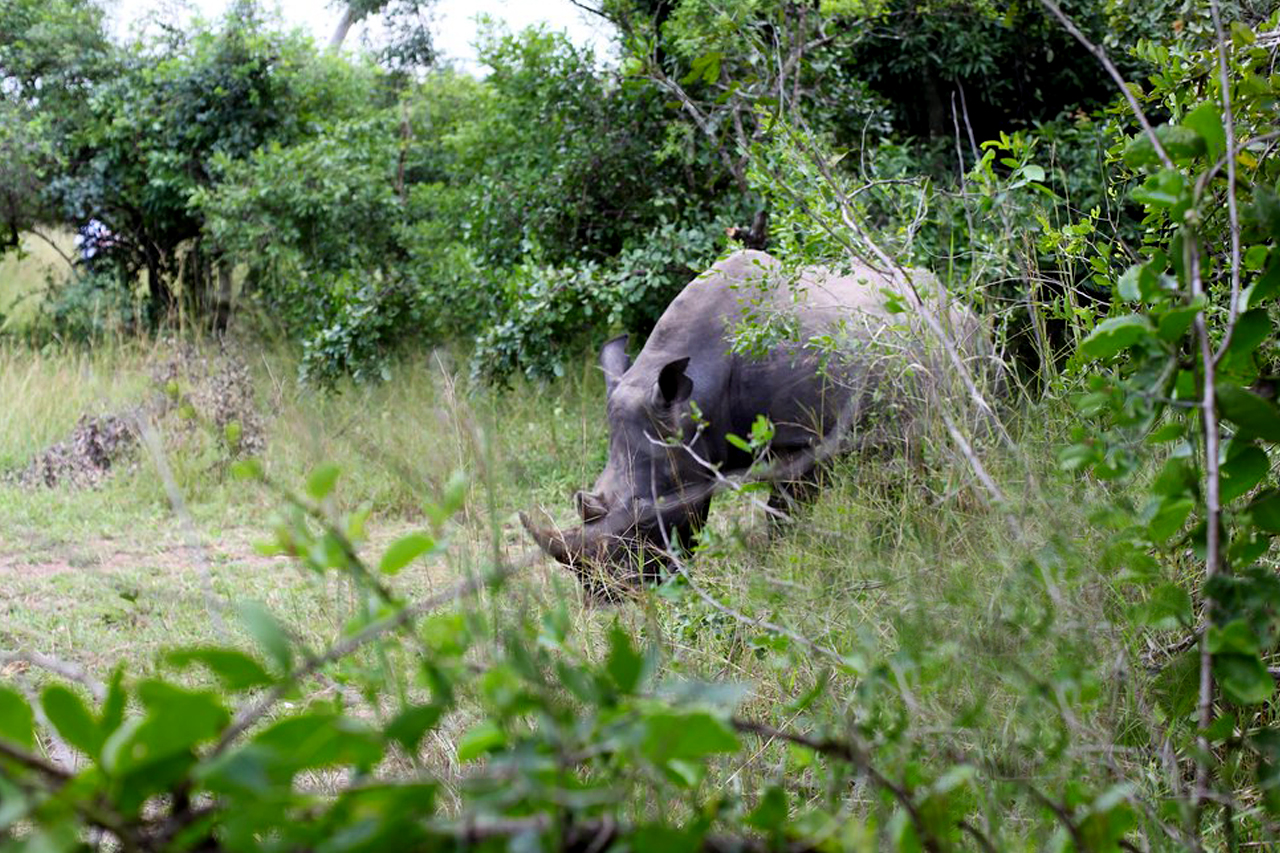 Image number 7 for Ziwa Rhino Tracking